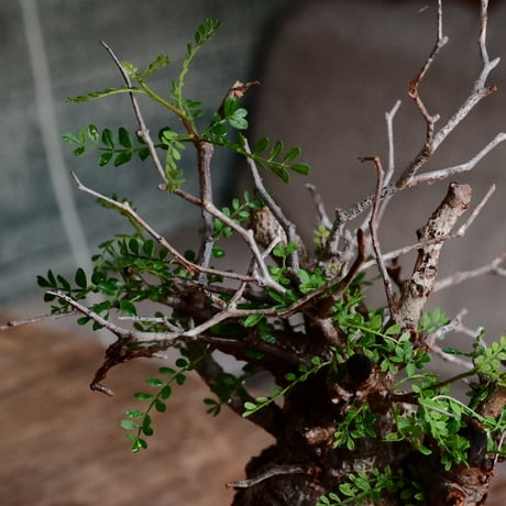 オペルクリカリア パキプス φ9cm［No.21］  ×  根本峻吾 作 S.N POT type.tall「 鐡 - kurogane - 」3号 植木鉢 笠間焼
