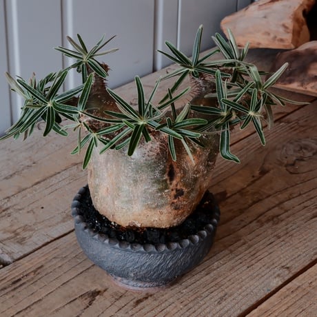 グラキリス φ12cm - 象牙宮 -［No.57］  ×    與那嶺大輔 作 「琉球飛鉋」4号 植木鉢