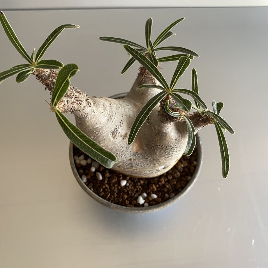 5f968cc53f148d78bca9ec4d