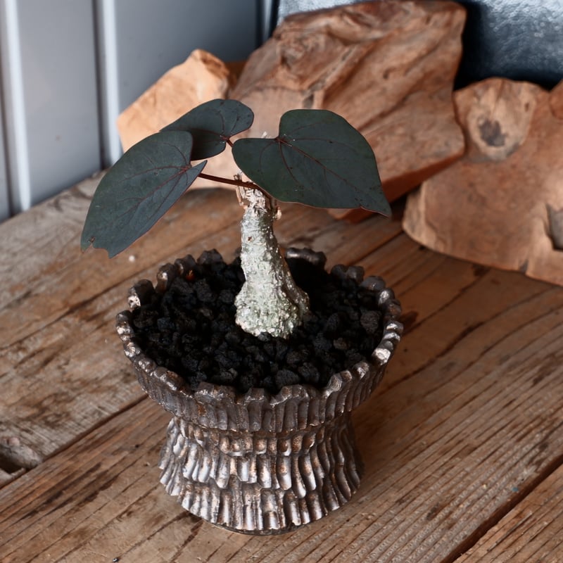 コレクション株 アデニア ステイローサ 翆肌※鉢ごと発送 2025年最新】アデニア ステイローサの人気アイテム - メルカリ