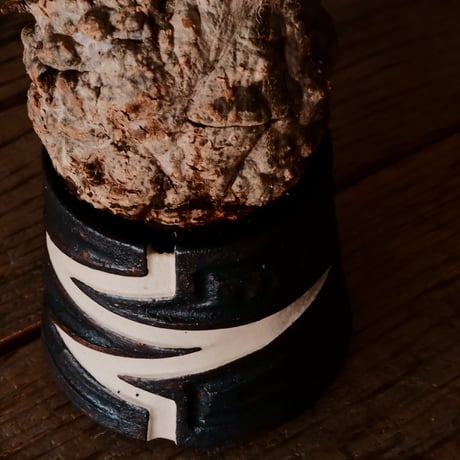 オペルクリカリア パキプス φ9cm［No.18］  ×   根本峻吾 作 S.N POT type.cylinder「 雷電 」 3号 植木鉢