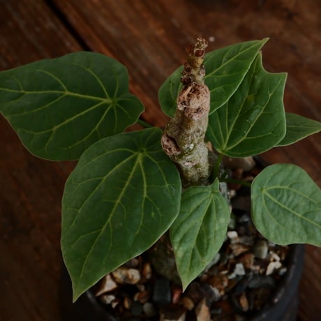 アデニア クリスタルグリーン［No.56］  ×   根本峻吾 作 S.N POT type.cylinder「 刻印  - kokuin -」3号 植木鉢 笠間焼