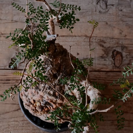 オペルクリカリア パキプス φ 14cm［No.09］  ×   與那嶺大輔 作 「琉球飛鉋」5号 植木鉢