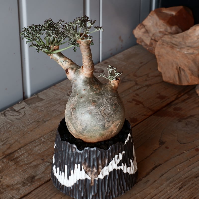 丸株 キフォステンマ ベティフォルメ ナローリーフ ソマリア産