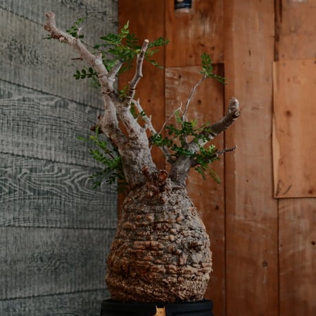 オペルクリカリア パキプス φ12cm［No.14］  ×   根本峻吾 作 S.N POT type.cylinder「 雷電 」limited color - Ocher - 4号 植木鉢