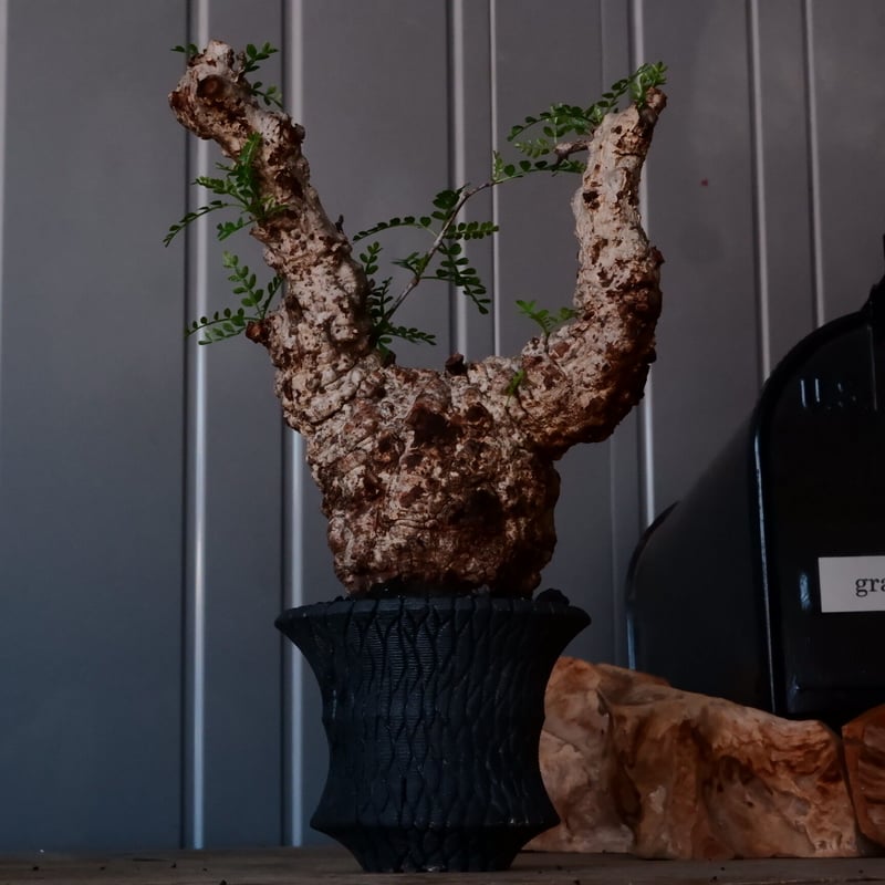 オペルクリカリア パキプス φ10cm［No.21］ × 沖誠 作「Bark / deep