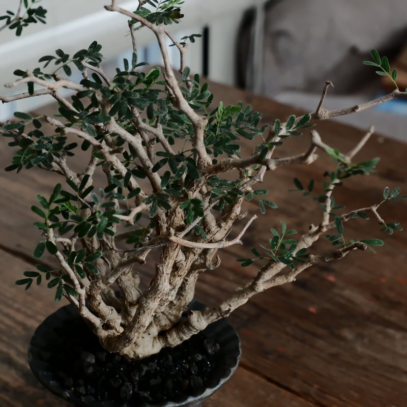 沖誠　植木鉢　燻銀彩　3号　リベット　作家鉢　塊根　アガベ　サボテン 沖誠 植木鉢 燻銀彩 3号 リベット 作家鉢 塊根 アガベ サボテン