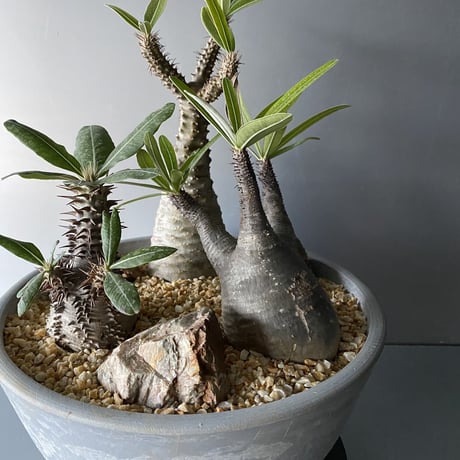 Madagascar Canary Rock - 岐阜石 -  ［ No.4 ］