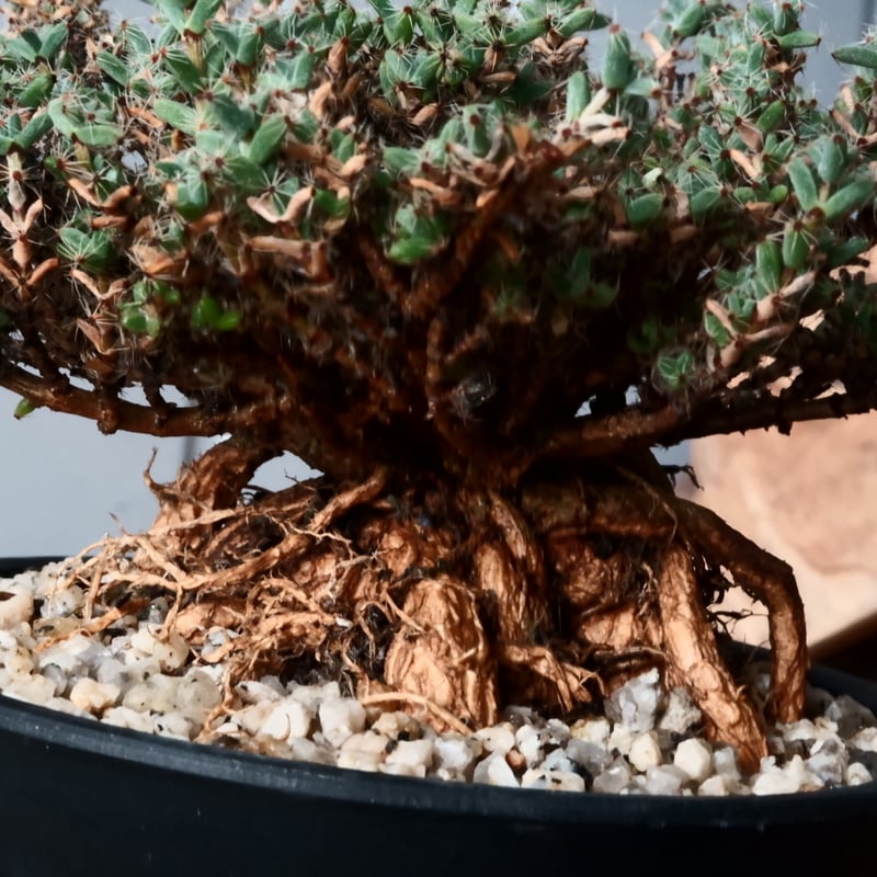 トリコディアデマ　ミラビレ　模様木 トリコディアデマ ブルボスム 姫紅小松［No.07］ 長谷川