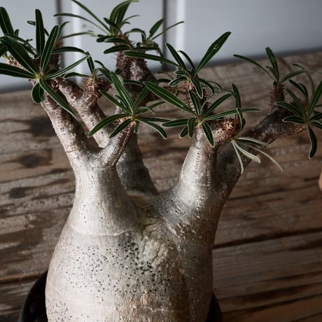 グラキリス φ9cm - 象牙宮 -［No.52］  × 磯部祐介 作「 匣 - kou - 」3号 植木鉢 笠間焼