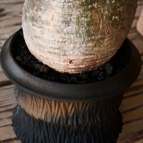 グラキリス φ8cm - 象牙宮 -［No.55］  × 磯部祐介 作「 匣 - kou - 」3号 植木鉢 笠間焼
