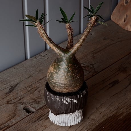 グラキリス φ8.5cm - 象牙宮-［No.44］× 根本峻吾 作 S.N POT type.round「 爪牙 -堕天白- 」3号鉢 笠間焼