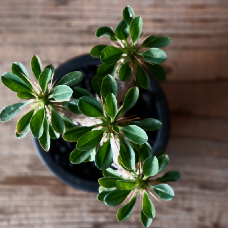 ユーフォルビア ギラウミニアナ eg43 ユーフォルビア ギラウミニアナ eg43 ユーフォルビア