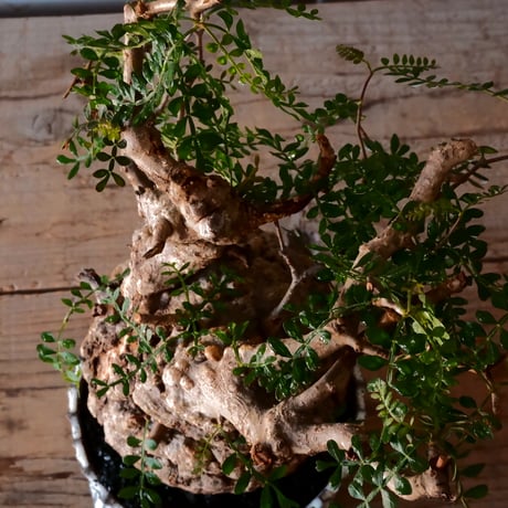オペルクリカリア パキプス φ 13cm［No.03］  ×   根本峻吾 作 S.N POT  type.slim「 月光ノ爪牙 」 5号 植木鉢 笠間焼