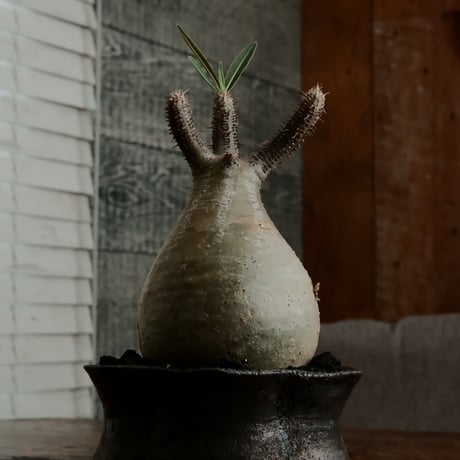 グラキリス - 象牙宮 -［No.50］  ×   沼野秀章 作「 black wrap 」3号 植木鉢 笠間焼