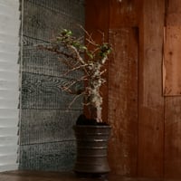 コミフォラ シンプリキフォリア［No.71］  ×   磯部祐介 作「 瓦 - kawara - " 金剛 tall ver. " 」3.5号 植木鉢 笠間焼