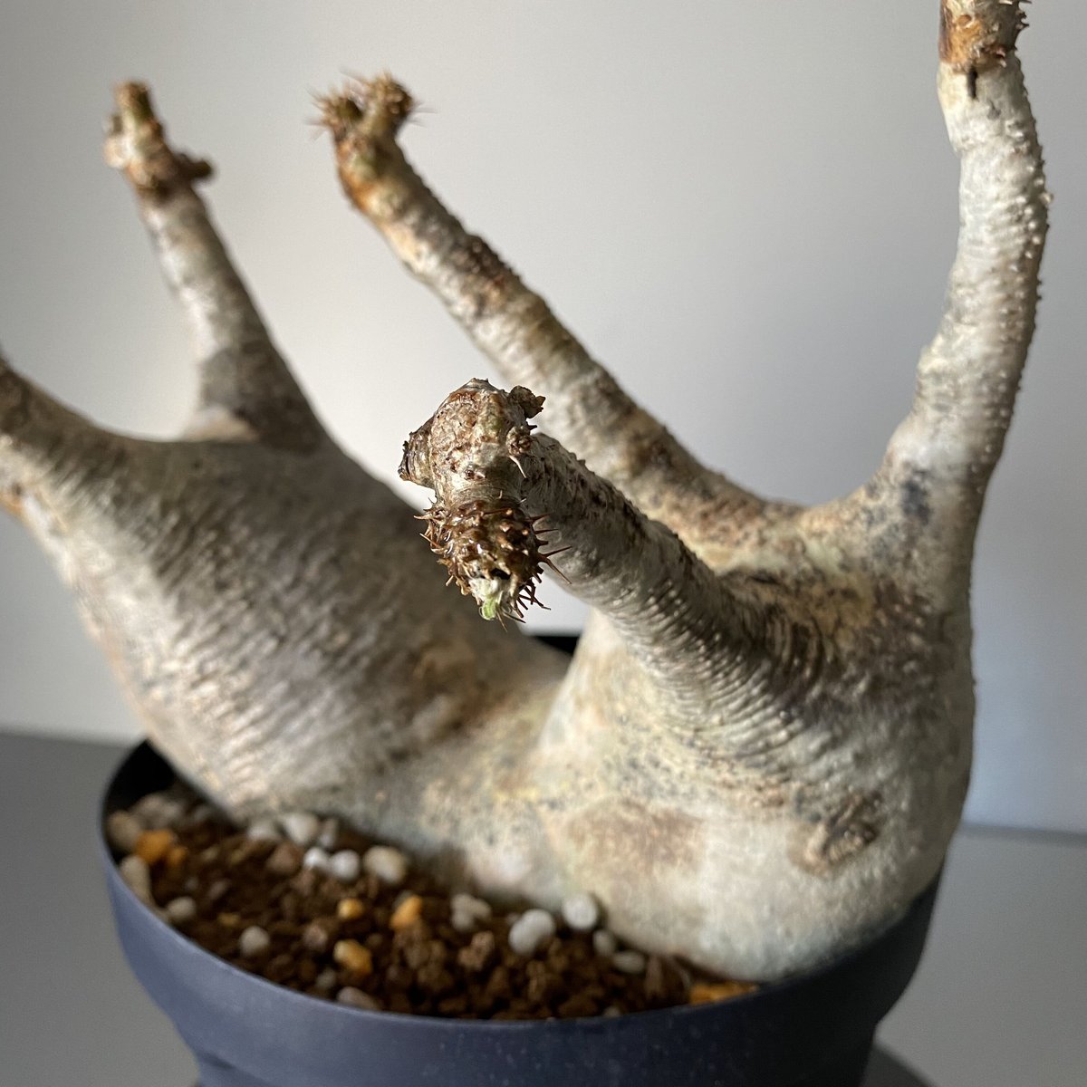 多頭 マルチヘッド グラキリス 現地株 2021年2月輸入 発根管理中 BG