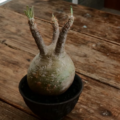 グラキリス  M - 象牙宮 - ［No.195］  ×   沼野秀章 作「 black wrap 」4号 植木鉢 笠間焼