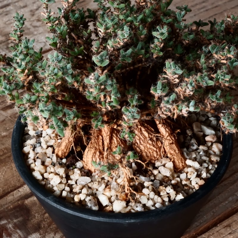 トリコディアデマ　ミラビレ　模様木 トリコディアデマ ミラビレ / Trichodiadema mirabile no.3126