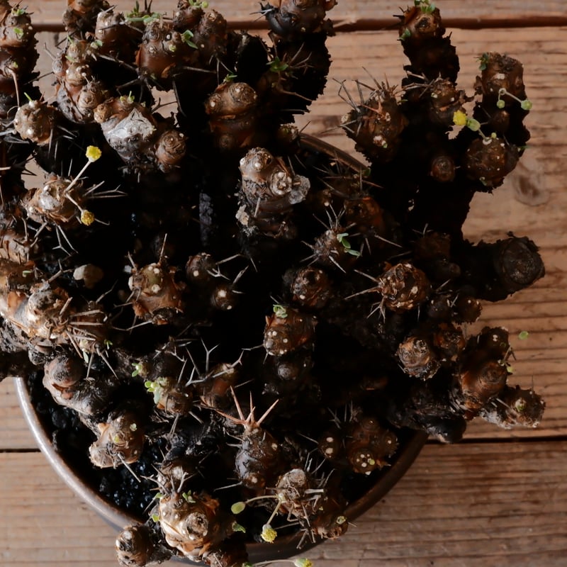 大株 】オトンナ ユーフォルビオイデス ［No.87］ × 松野然【 ZEN 】 5