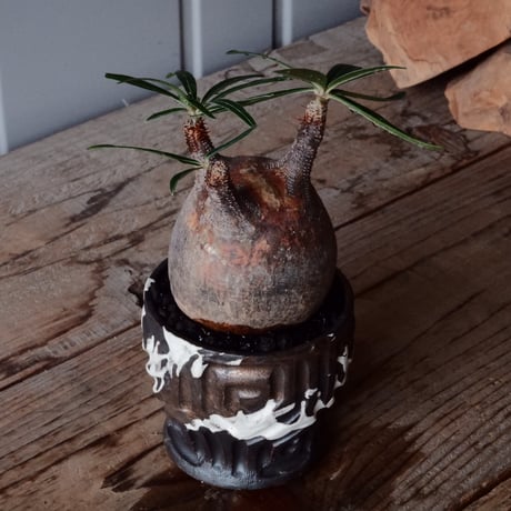 グラキリス φ7.5cm  - 象牙宮- ［No.123］  ×   根本峻吾 作 S.N POT type.round「 鐵-堕天- 」3号 植木鉢 笠間焼