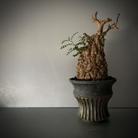 CATEGORY 小野瀬一 作 植木鉢 | Botanical Holic CATEGORY 小野瀬一 作 植木鉢 | Botanical Holic