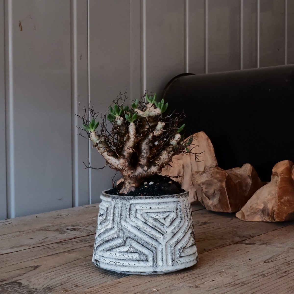 万物想 チレコドン レティキュラーツス［No.03］ × 根本峻吾 作 S.N