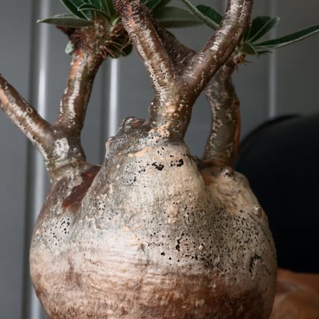 グラキリス φ9cm - 象牙宮 -［No.53］  × 磯部祐介 作「 匣 - kou - 」3号 植木鉢 笠間焼