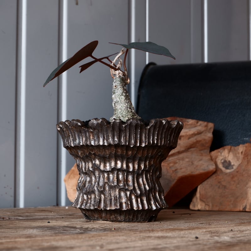 アデニア ステイローサ 輸入株［No.33］ × 松野然 作 【 ZEN 】 4号