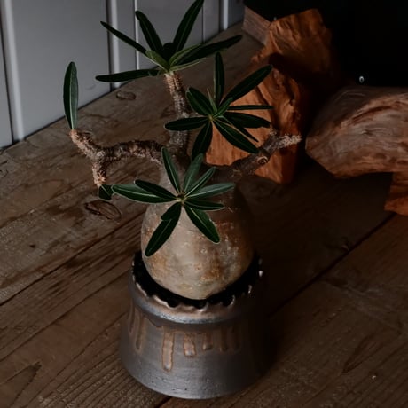 グラキリス φ10cm  - 象牙宮- ［No.229］  ×   根本峻吾 作 S.N POT type.cylinder「 黑焰 - kokuen - 」4号 植木鉢 笠間焼