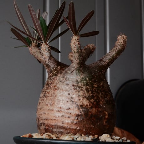 グラキリス φ9cm - 象牙宮 -［No.72］  ×   森田昌求 作 「 CLAW - BORDER - 」 4号 植木鉢 笠間焼
