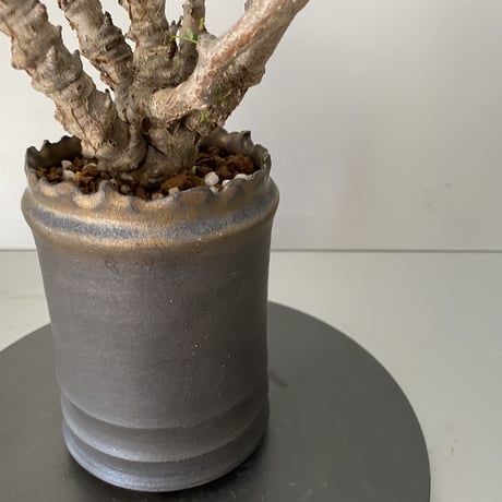 センナ メリディオナリス  発根済 現地株 SE-01 × S.N.Pot - crown - 3号鉢