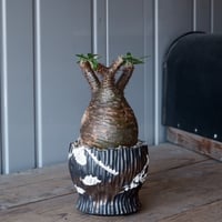 グラキリス φ8.5cm - 象牙宮-［No.02］× 根本峻吾 作 S.N POT type.round「 爪牙 -堕天黒- 」3.5号鉢 笠間焼