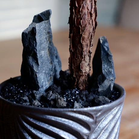 オペルクリカリア デカリー 根差し［No.54］  ×  新里竜子 作 「RYUSEN - black -」3号 琉球 植木鉢