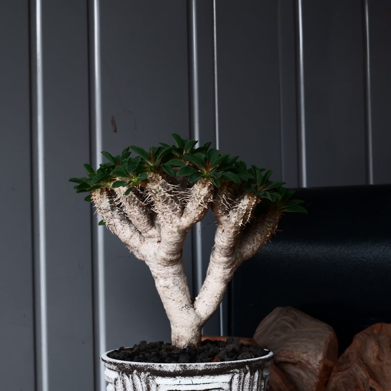 柿本様　抜き苗ご希望　ギラウミニアナ 柿本様 抜き苗ご希望 ギラウミニアナ ユーフォルビア