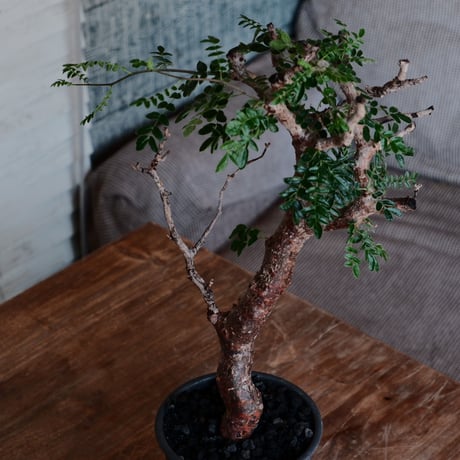 コミフォラ モンストローサ［No.33］  ×  磯部祐介 作「 瓦 - kawara -  闇堕ち tall ver.」4号 植木鉢 笠間焼