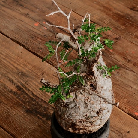 オペルクリカリア パキプス φ11cm［No.10］  ×   小野瀬一 作品  3号 植木鉢