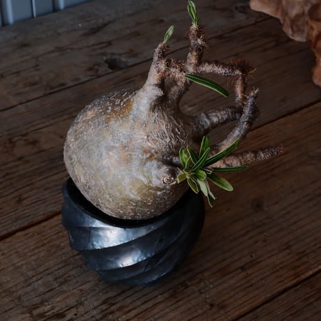 グラキリス φ11cm - 象牙宮 -［No.225］  × 沖誠 作「Spilal - 燻銀彩 - / round 」 3号 植木鉢 笠間焼