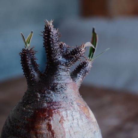 グラキリス  - 象牙宮 -［No.118］  ×   根本峻吾 作 S.N POT S.N POT 「 雷電 - raiden - 」 3号 植木鉢 笠間焼