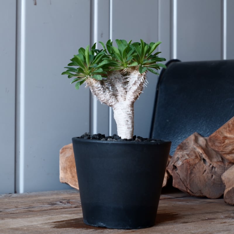 ユーフォルビア ギラウミニアナ 輸入株［No.51］ 4号鉢