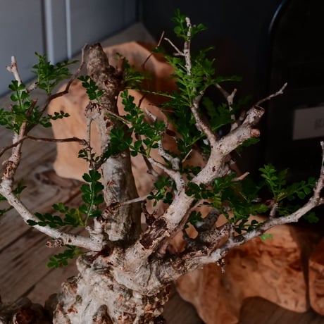 オペルクリカリア パキプス φ9cm［No.20］  × 沖誠 作「Rivet - 燻銀彩 - / 五角」 3号 植木鉢 笠間焼