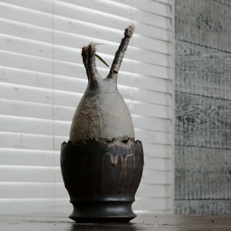 グラキリス φ7.5cm - 象牙宮 - ［No.59］  ×   根本峻吾 作 S.N POT type.round「 黒焔 - kokuen - 」3号 植木鉢 笠間焼