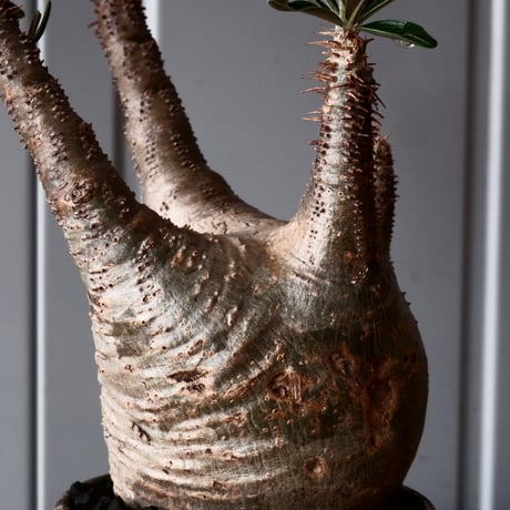 グラキリス φ8.5cm - 象牙宮-［No.45］× 根本峻吾 作 S.N POT type.round「 鐵 -堕天白- 」3号鉢 笠間焼