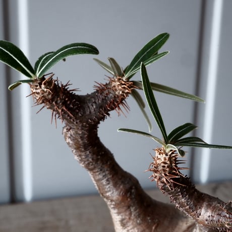 グラキリス φ8.5cm - 象牙宮-［No.54］× 森田昌求 作【 CLAW - BORDER - 】4号 植木鉢 笠間焼