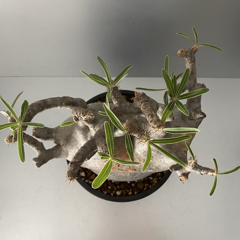 発根済 特大 多頭 マルチヘッド グラキリス 2020年12月輸入 現地