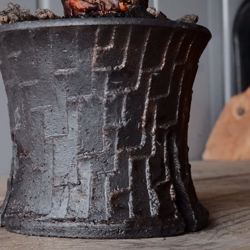 ケラリア ピグマエア 現地株 発根済 ［No.41］ × 沼野秀章 作「 black w