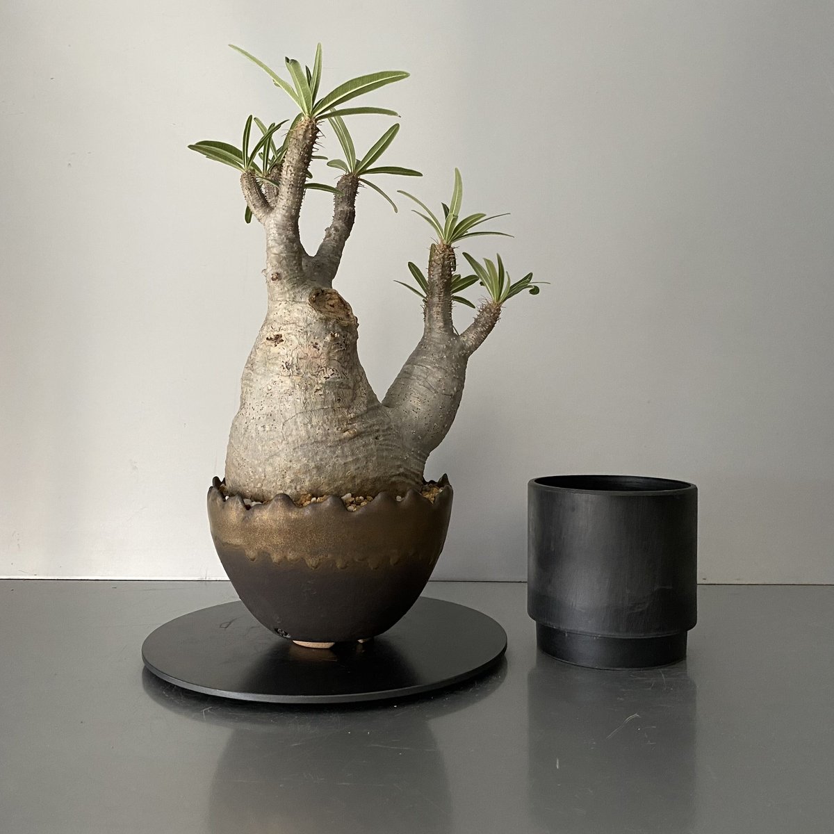 『大株』グラキリス　幅25cm カタチ製作所　mederu pot パキプス 発根済 中ぶり 分頭 グラキリス BG-193 × S.N.Pot 