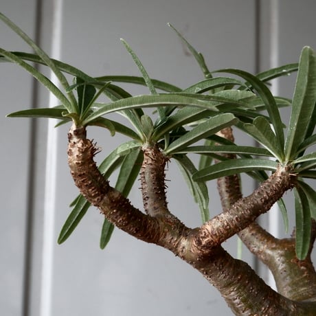 グラキリス φ8.5cm - 象牙宮 -［No.57］  × 磯部祐介 作「 鶏冠 - tosaka - "金剛 tall ver. " 」3号 植木鉢 笠間焼