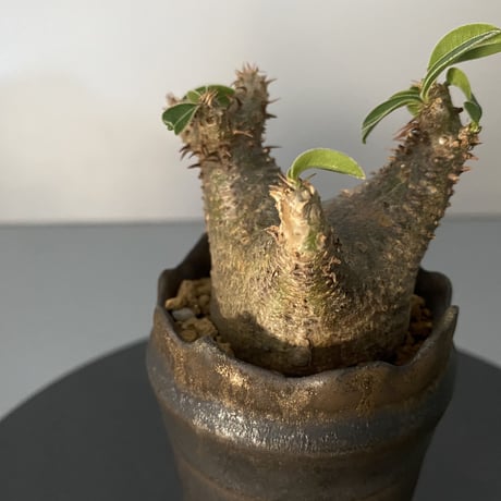 発根済 超チビ マカイエンセ 魔界玉 現地株 BG-137 × S.N.Pot - crown - 2号鉢 ［作家  "根本峻吾"］