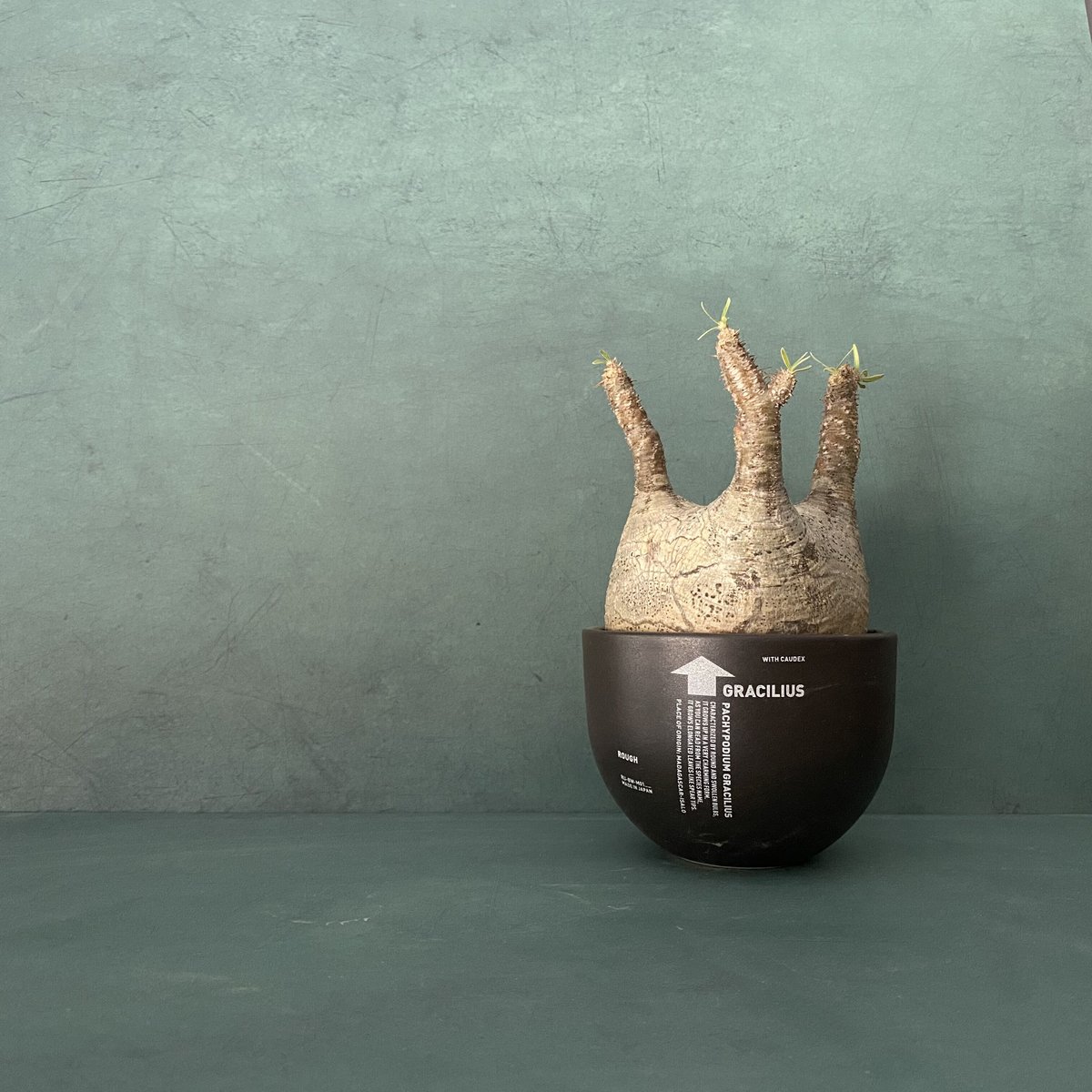 発根済 扁平 グラキリス VAG-03 × VALIEM BOWL (グラキリス専用鉢) M